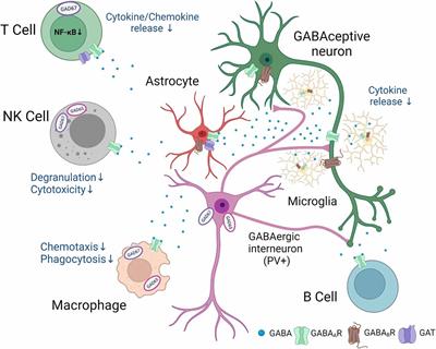 Crosstalk Between GABAergic Neurotransmission and Inflammatory Cascades in the Post-ischemic Brain: Relevance for Stroke Recovery